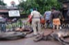 Truck Transporting cattles, overturns in Kallada